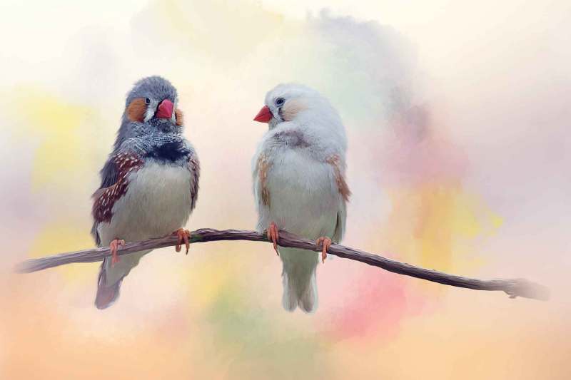 Pair of chestnut-eared finches watercolor